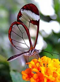 Schmetterling Meerane