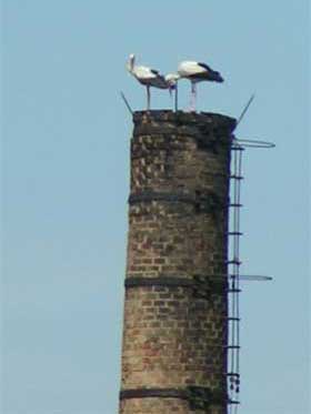 Meerane - Störche am Merzenberg 2007