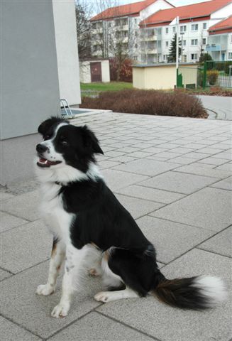 Meerane - Kursana - Hund