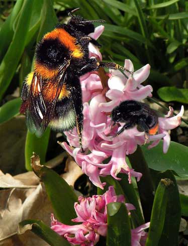 Riesenhummel