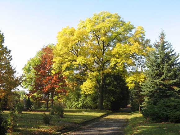 Friedhof Meerane Herbststimmung